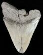 Bargain, Megalodon Tooth - South Carolina #47601-1